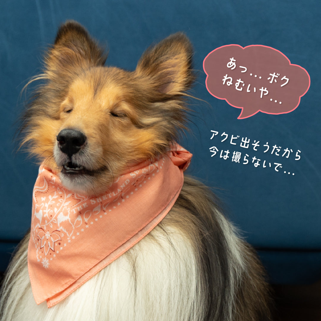 ペイズリー柄シェルティ | バンダナ